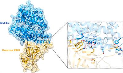 Deciphering the Impact of Mutations on the Binding Efficacy of SARS-CoV-2 Omicron and Delta Variants With Human ACE2 Receptor